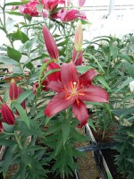 [5558 PO62 Scorpio No01.JPG]